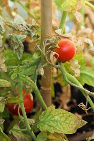 Beating Tomato Pests And Diseases Fafard
