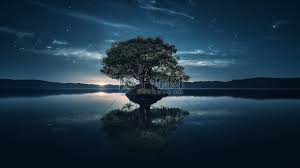 夜晚湖中央的一棵孤零零的树高清摄影大图-千库网