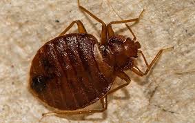 how do it yourself bed bug control in