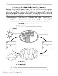 Photosynthesis And Cellular Respiration Worksheet