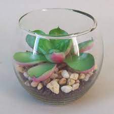 Succulents In Mini Fish Bowl