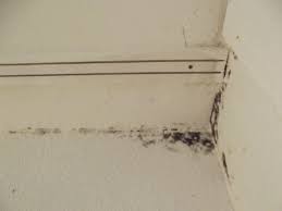 spot treat black mold in your home