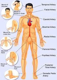 Human Body Pressure Points