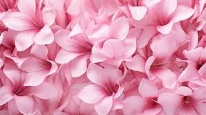 light pink flowers background stock