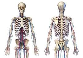 This pain is just annoying as its not as bad to prevent me from moving or do stuff, but it is very upsetting to have to. Rib Cage Stock Photos And Images 123rf
