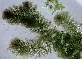 Ceratophyllum submersum - Wikipedia