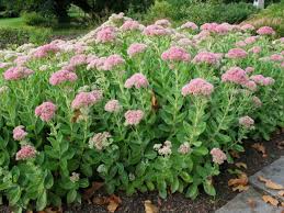 Hylotelephium telephium (Orpine) - World of Succulents