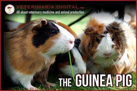 The Guinea Pigs History And