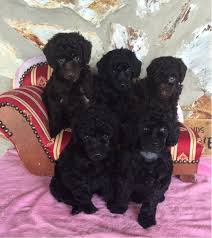 miniature poodle puppies by