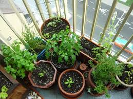 Indoor Vegetable Gardening For