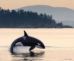 The last time i went to san juan island, i was gifted one of san juan outfitters' whale watching kayak tours. Pin On San Juan Islands