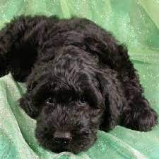 Submit a giant schnoodle application today for approval with deposit to get on the litter list and get a new furry little puppy. Giant Schnoodle Purebred Puppies Dog Breeder