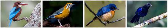 bangalore birding adventures bird