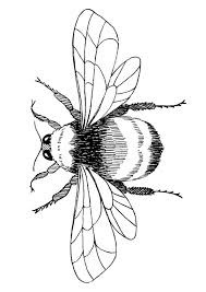 Free download bee coloring sheet on website provided. Parentune Free Printable Flying Bee Coloring Picture Assignment Sheets Pictures For Child