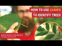 How To Use Leaves To Identify Trees