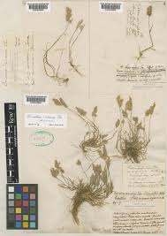 Trisetaria aurea (Ten.) Pignatti ex Dogan | Plants of the World Online ...