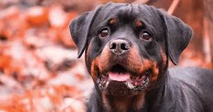 rottweiler how much is this