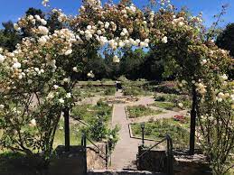 Most Beautiful Rose Gardens In California