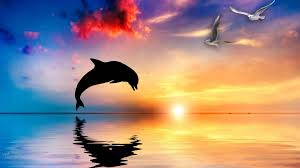 100 dolphin wallpapers wallpapers com