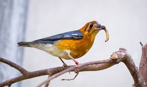 What Birds Eat Mealworms 5 Diffe