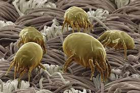 dust mites pure clean