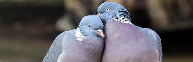 Doves And Pigeons An Ultimate Guide On Rearing Them As Pets