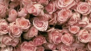 hd wallpaper pretty pink roses soft