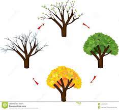 Tree at four seasons stock vector. Illustration of yellow - 118470170