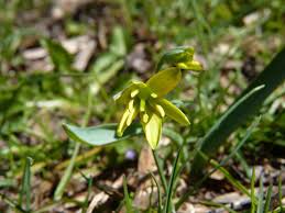 Gagea lutea (L.) Ker Gawl., Yellow star-of-Bethlehem (World flora ...