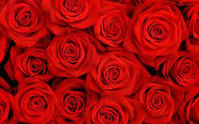 red rose flower background 42 pictures