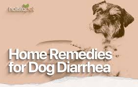 dog diarrhea home remes best tips