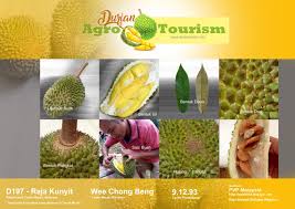 Kamu dapat menemukan buah nangka di sekitarmu karena memang mudah ditemukan di seluruh wilayah. Durian Raja Kunyit Vs Musang King Duriotourism Durian Lovers