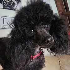 poodle miniature puppies and dogs in