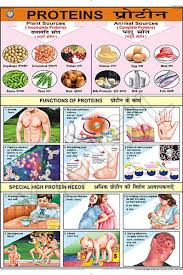 Proteins For Food Nutrition Chart