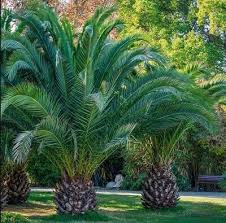 2 X Phoenix Palm Trees 60 80cm Tall