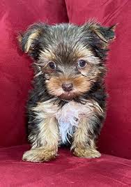 yorkie puppies available puppies