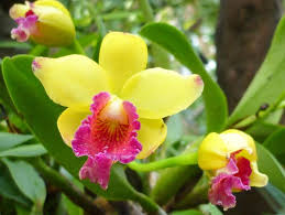 bali orchid garden in bali
