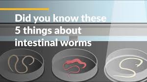 what are intestinal worms neglected