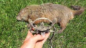 How to trap a groundhog using live trap is a groundhog wreaking havoc in your garden? How To Trap Groundhogs With Foothold Traps Youtube