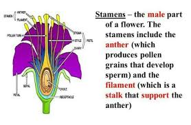 flower produces pollen grain