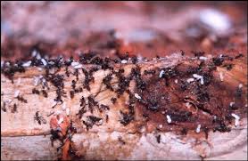 If you wish to bait indoors to reduce colony size, try. Termites And Ants Do Ants Eat Termites