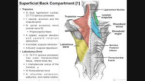 Consist of a complex group of muscles extending from the pelvis to the skull. Superficial Back Muscles Origins Insertions Actions Etc Youtube