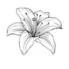 Line drawing of a lily