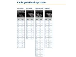 The Benefits Of Estimating Foetal Age In Cows Imv Imaging Usa