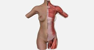 Download files and build them with your 3d printer, laser cutter, or cnc. Female Torso Muscle Anatomy 3d Model