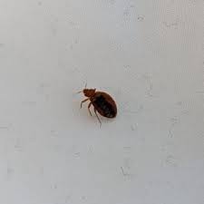 Do Bed Bugs Have the Capacity to Live in Walls?