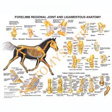 Equine Forelimb Regional Joint Anatomy Laminated Chart Poster