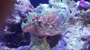 is my anemone dying reef central
