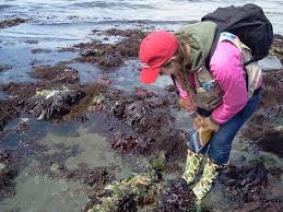 8 Tide Pooling Spots To Explore Now In Seattle
