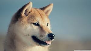 Shiba inu doge, shiba inu, shiba inu dog. Doge 1080x1080 Lovely An Ordinary Day Turns Into A Special E If I Can See You 4k Hd Desktop Wallpaper For 4k Ultra This Month Left Of The Hudson